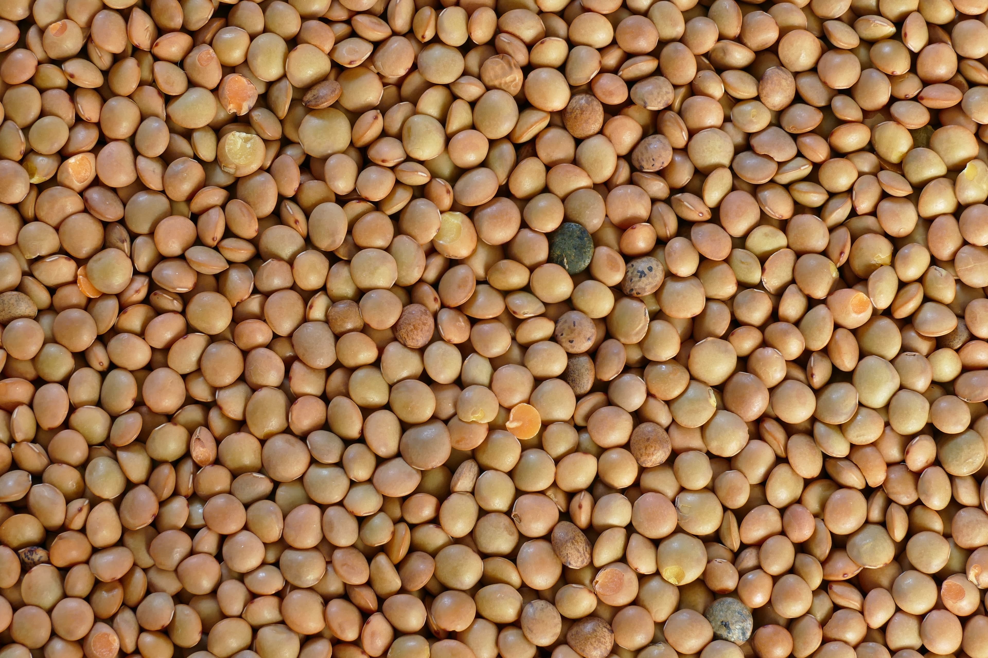 Legumes — image 2