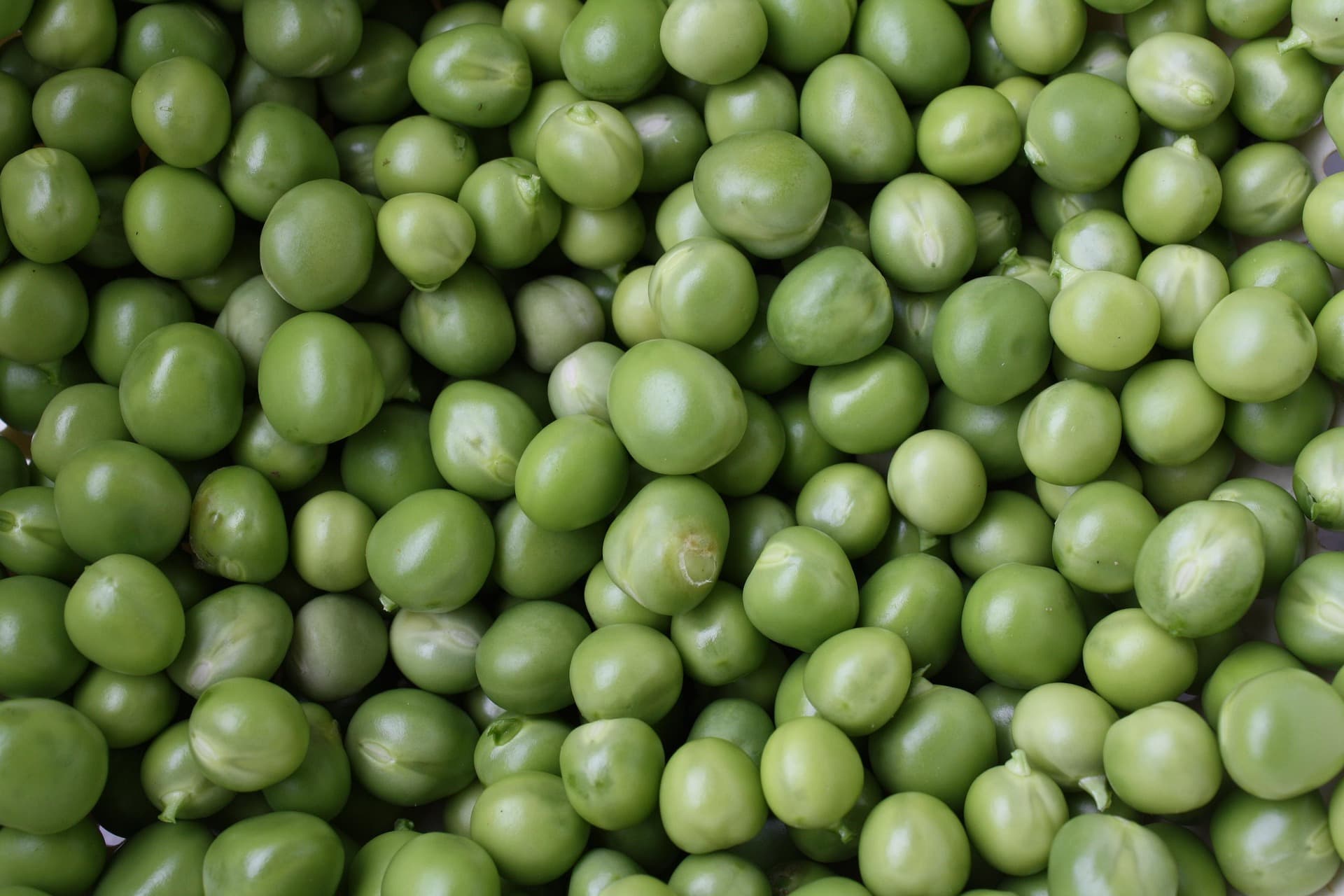 Legumes — image 3