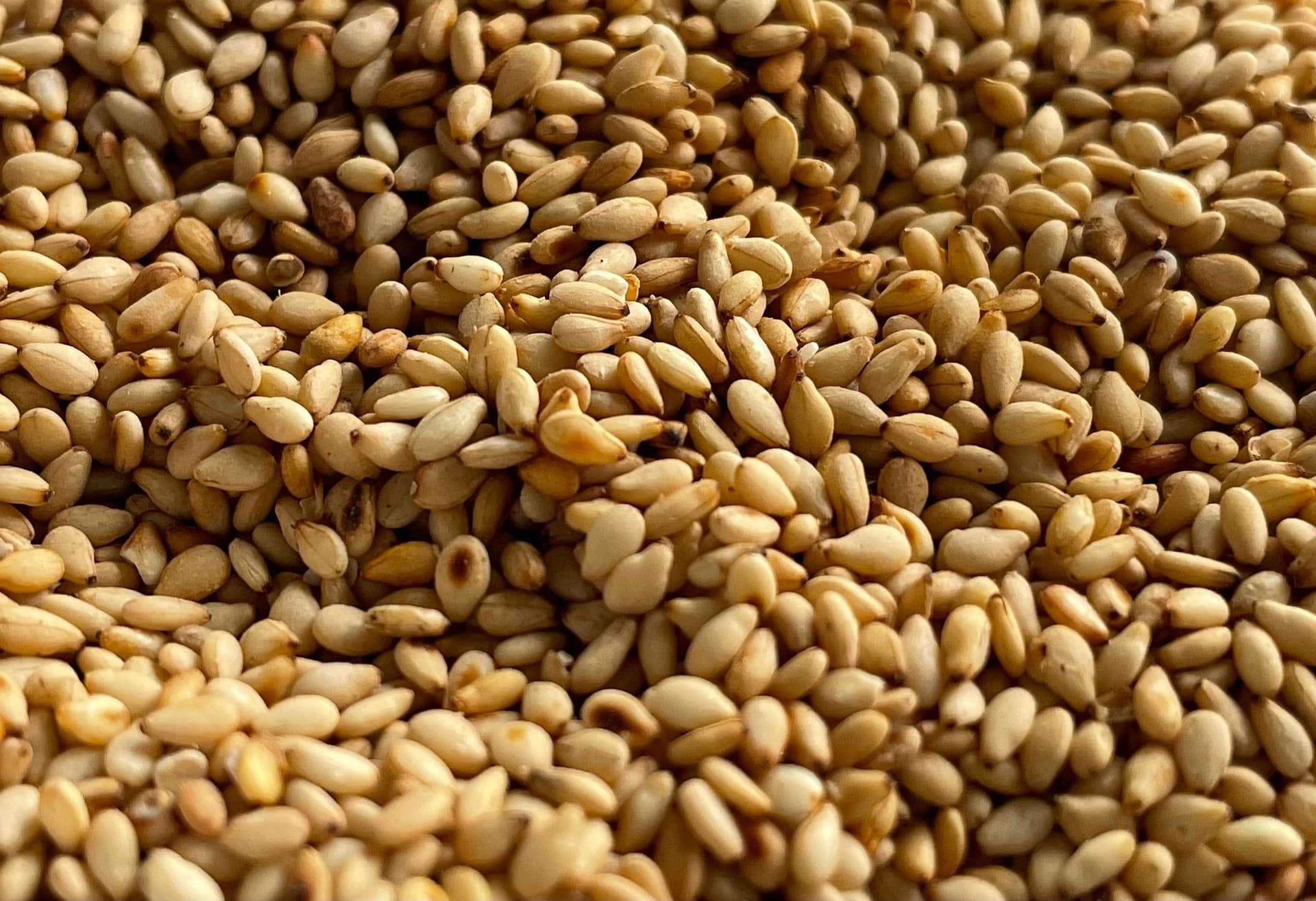 Sesame Seed